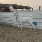 ماعز مشاريك