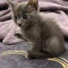 قطه شيرازي اليفه العمر شهر ونص للبيع معا اغراضها