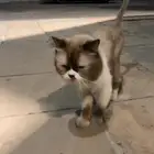 شيرازي للبيع