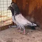 اجوز باكستاني