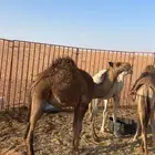 بكره شحم معزوله من امها لها يمكن شهر ونص