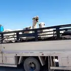 دنا ونش نقل ابل شبوك مكاين