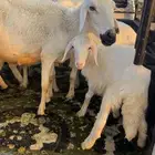 4 من الغنم عليها 4 ارخال كلها اسنانه جمع شباب ريم شرط