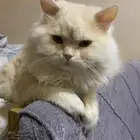 قط شيرازي طالب تزلوج