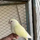 مزاد روز هدد