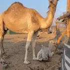 خلفه ( بكر ) تحتها بكره