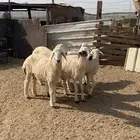 طليان مراح العدد 5