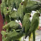 دره هندي
