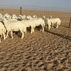 رخال حريات جذعات حرش القطنيه