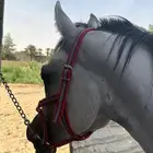 حصان شعبي للبيع وادي الدواسر