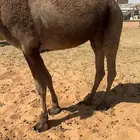 حايل رباع ماستالدت