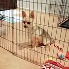 انثى شيواوا لونج هير استيراد فرنس