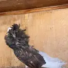 ذكر جاكوبين