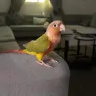 ببغاء كنيور اناناس