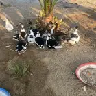 بط بلدي 20 حبة