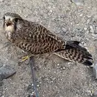 شبوط