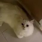 قطه للتبني
