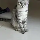 قطه طالبه تزاوج