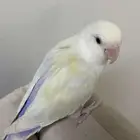 روز