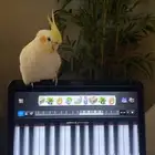 كروان لاتينو ذكر