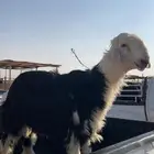 خروف وتيس شرط