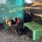 دجاج بياض