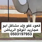 قعود لقي ولد مشاكل ابو عجاريد على التحليل