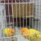 سلام عليكم البيع ببغاء روز غير اليف وا يرقص اعلى سومه