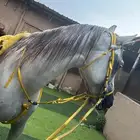 حصان عربي واهو للبيع