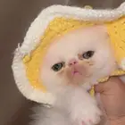 اكزوتيك شورت هير للبيع