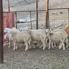 طليان بريه من إنتاج المراح