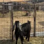 جفره رباع مضرع