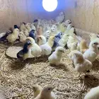 صوص دجاج تركي( تم البيع )