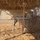 مهر. واهو. العمر 10 شهور.