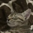 قطه للتبني بصبيا عمرها شهرين للجاد تواصل معي