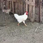 ديكه لوهمان وبلدي