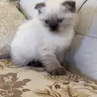 قط سكوتش ذكر العمر شهرين للبيع