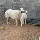 شاه حريه خصم
