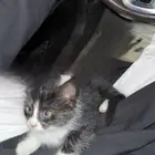 بسه صغيره للتبني
