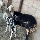 خلفه تحتها رخل