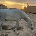 حصان للبيع مستعجل