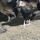 للبيع صوص عربي اصل افرق فيه اطقم وفيه تفردي