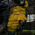 ببغاء مكاو بلو اند قولد