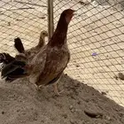 للبيع دجاجه