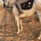فرس شعبية عربية