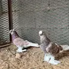 حمام تركي