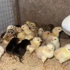 صوص بلدي تم البيع