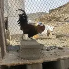 تم البيع