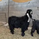 تيس عارضي