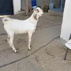 مشروع فحل